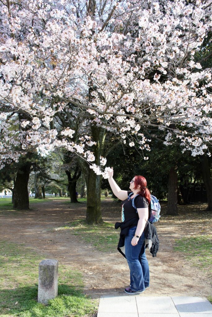 A walk among cherry blossoms